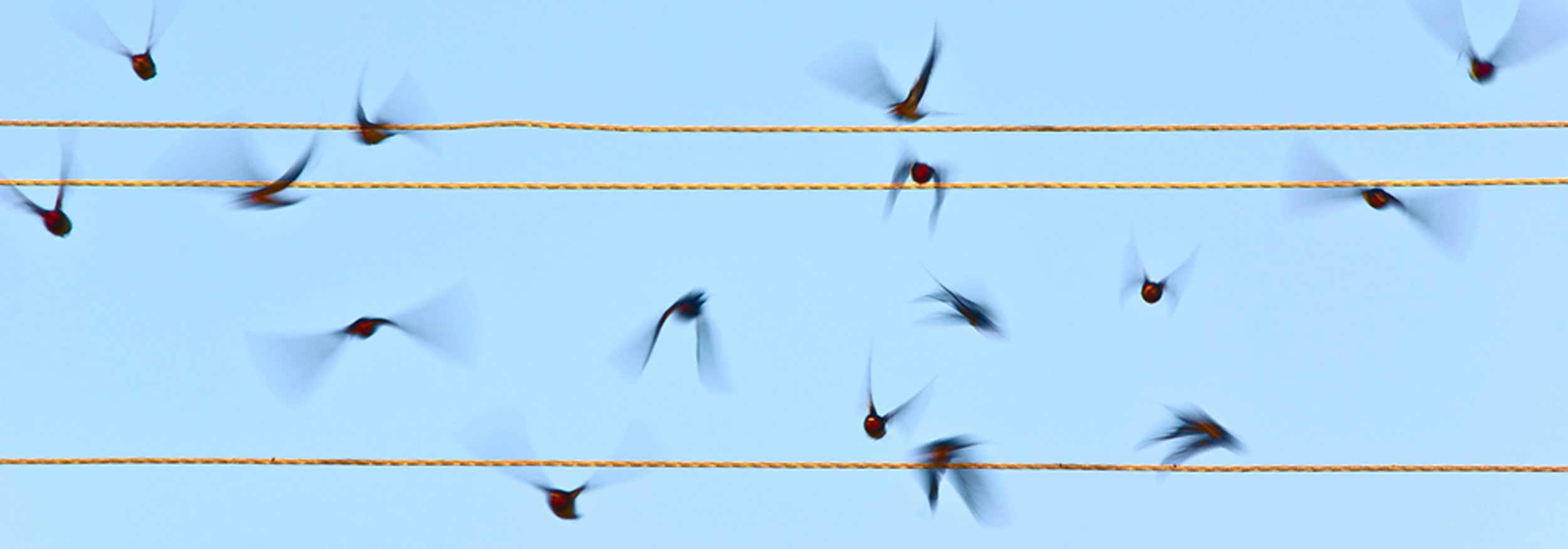 Titelbild der Startseite, fliegende Vögel