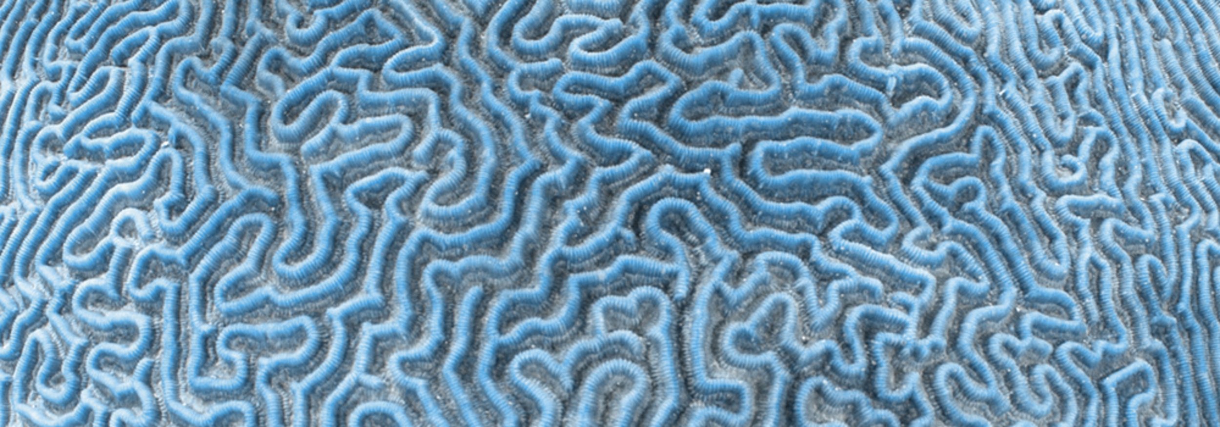Titelbild der Methodenseite, Detailansicht einer Koralle